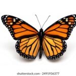 20081期足彩开奖结果公布与奖金分配详情 5bcwsdi