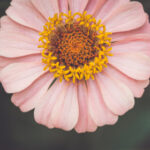 2006年福利彩票开奖结果完整历史数据汇总 a9950ga