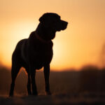 20094期开奖结果揭晓:幸运号码震撼出炉 monm5ae9jh